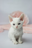 Fototapeta Koty - Devon Rex kitten on white and pink background, studio shoot