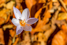 Close Up Spring Crocus Flowers From Iris Family In Nature