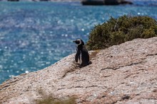 Selective Focus Shot Of A Penguin Standing At The Beach In Cape Of Good Hope, Cape Town
