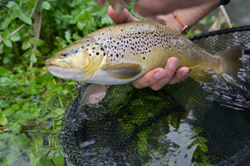 taking a big brown trout in the fly