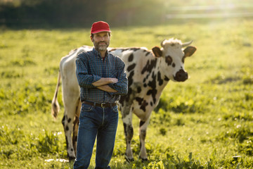 Wall Mural - Farmer in his field caring for his herd of cows