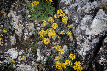 texture of grass and stone