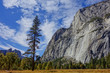Herbstwald im Yosemite National Park in Kalifornien