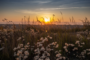 Wall Mural - sunset in field