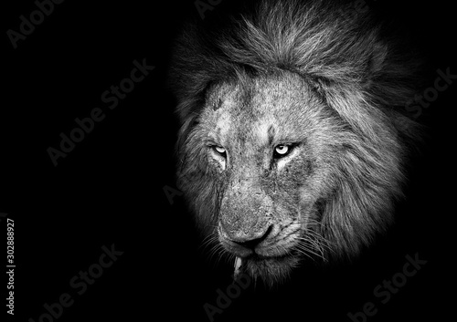 Fotomural Black and White Male Lion on a black background