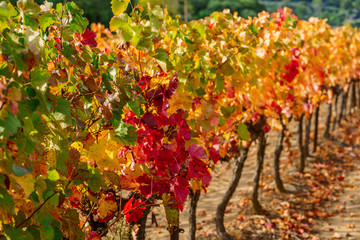 Les vignobles en automne, colorés en jaune, rouge, orange. Provence, France. 