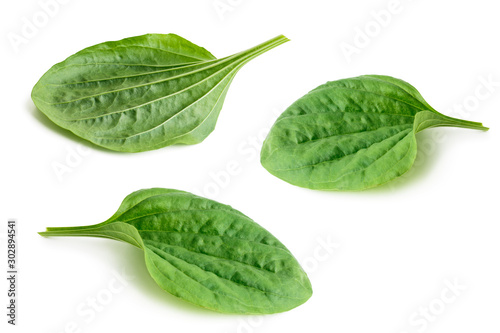 Fotomural Set of great plantain, plantago major medicinal plant isolated on white backgrou
