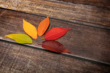 Leaves With Fall Color Gamut On Dark Wooden Background