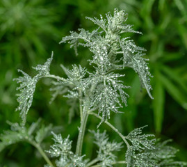 Sticker - Green grass background after the rain.