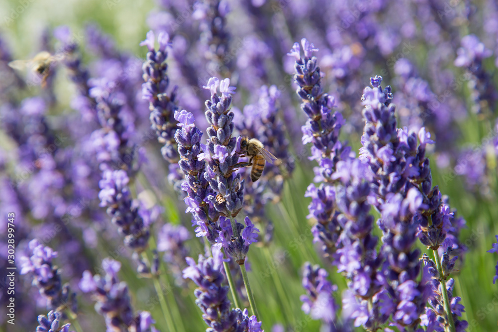 Natur- und Artenschutz: Biene sammelt Pollen im Lavendelfeld - obrazy, fototapety, plakaty 