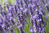 Fototapeta  - Natur- und Artenschutz: Biene sammelt Pollen im Lavendelfeld