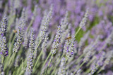 Fototapeta Lawenda - Natur- und Artenschutz: Biene beim Sammeln von Nektar im Lavendelfeld