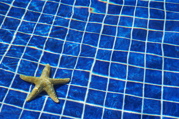 Starfish, blue tiles swimming pool 