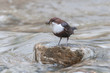 A dipper collecting worms in a stream
