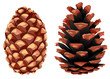 Fir and pine cone, opened and closed