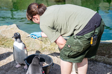 The Woman Feeds Penguins.The Gentoo Penguin Pygoscelis Papua Is A Penguin Species In The Genus Pygoscelis