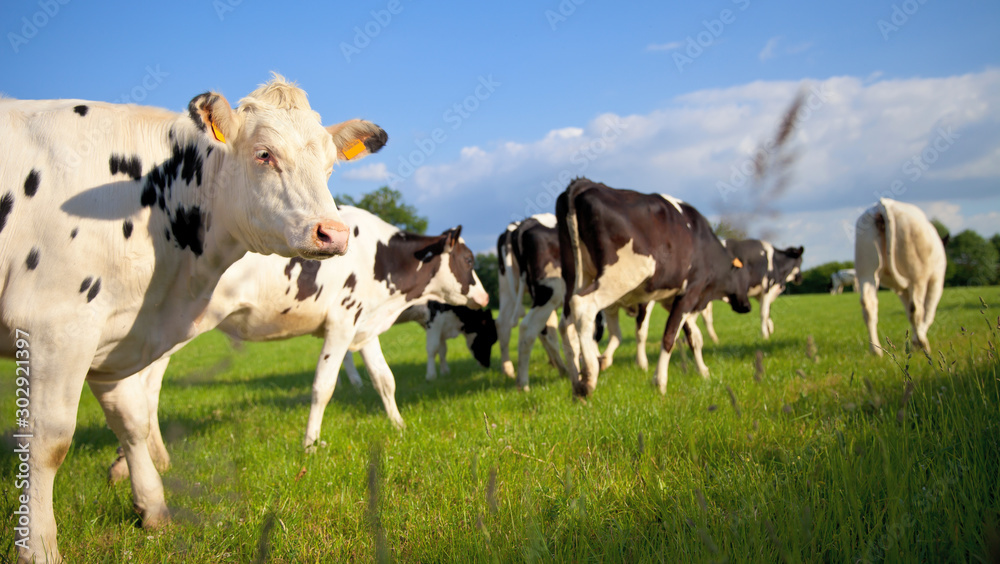 Tourpeau de vache race laitière en campagne. Paysage de France - obrazy, fototapety, plakaty 