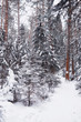 © alexkich - Winter forest landscape. Tall trees under snow cover. January frosty day in the park.