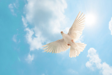 Fototapete - white dove flying on sky in beautiful light for freedom concept