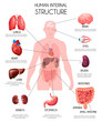 Realistic Human Internal Organs Infographics 