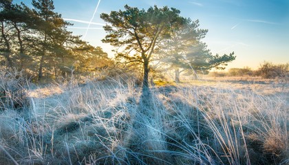 Wall Mural - Sun shining through the branches of a tree on a field covered with white weeds