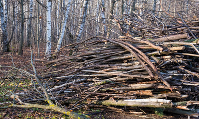 sawn trunks and branches of old trees stacked on the edge of an autumn forest.