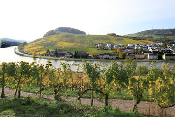 Canvas Print - Vignoble à Nittel