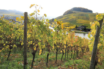 Canvas Print - Vignoble à Nittel