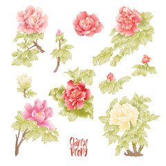Peony tree branch with flowers in the style of Chinese painting on silk. Elements for design. Colored vector illustration. Isolated on white background..