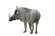 warthog on white background