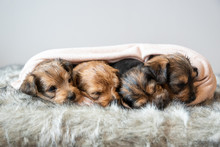 Sleepy Puppies
