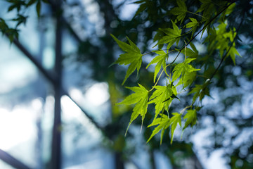 Close up view of green maple foliage with sunlight