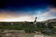 four giraffes in the south african sunset