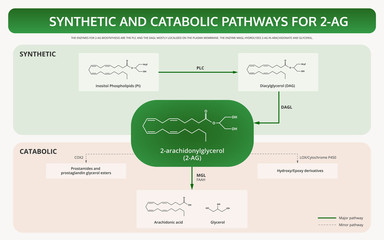 Synthetic and Catabolic Pathways for 2-Arachidonoylglycerol (2AG) horizontal textbook infographic illustration about cannabis as herbal alternative medicine and chemical therapy, healthcare vector.