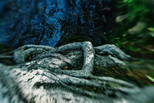 Lensbaby Lens Blur Nature Mountain And River Wilderness Photographs. Nature Images With Special Effects Blurs, Roots And Flowing Water Of A Wild Creek. 