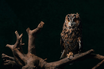 cute wild owl on wooden branch isolated on black