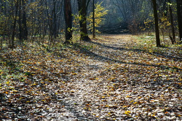 Wall Mural - road in the forest