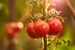 © bondvit - Bunch of ripe natural cherry red tomatoes in water drops growing in a greenhouse  ready to pick