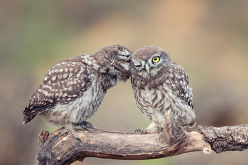 Wall Mural - Two young Little owls, Athene noctua, sitting on a stick pressed against each other