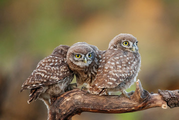 Wall Mural - Three young Little owls, Athene noctua, sitting on a stick pressed against each other