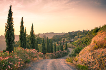 Wall Mural - Typical tuscan curved road lined with cypresses