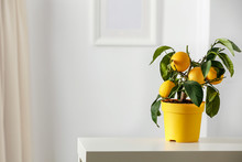 Lemon Tree In Yellow Flowerpot In Bright White Colors With Picture Frame With Blurred White Wall Background. Nice Delicate Decorations On Small White Table.