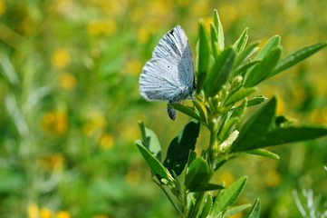 Wall Mural - White butterfly in a field of colors. Insects in nature.