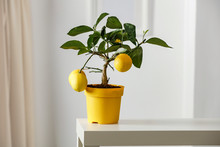 Lemon Tree In Yellow Flowerpot In Bright White Colors With Picture Frame With Blurred White Wall Background. Nice Delicate Decorations On Small White Table.