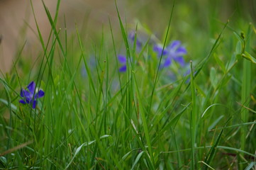 blue flowers in the grass