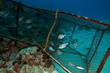 nasse engin de pêche  caraibes sous marin