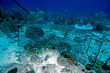 nasse peche sous marin caraibes