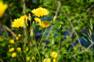 Wall Mural - yellow dandelions in a meadow