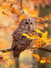 Tawny Owl (Strix Aluco) In Autumn Forest. Tawny Owl Sits On Tree. Tawny Owl And Colorful Autumn Background.