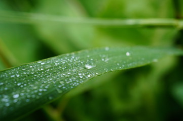 Poster - drops on green leaf